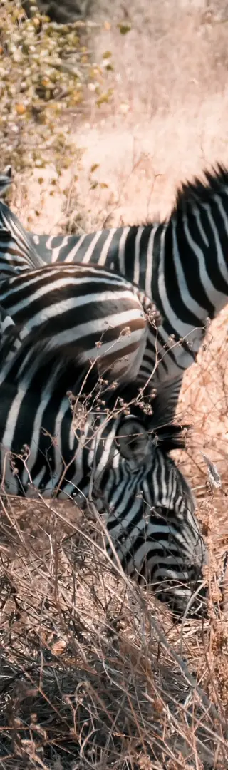 Zebras im Tarangire-Nationalpark